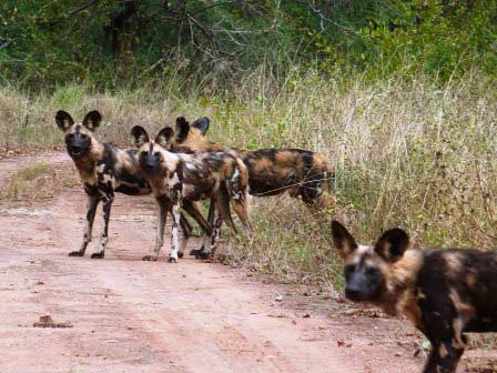 Op safari in Save Valley Conservancy